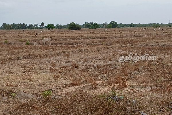 கால்நடைகள் தண்ணீருக்காக தவிக்கும் அவலம் | Animals Struggle Daily For Water