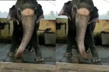பாலிவுட் பாடலுக்கு தும்பிக்கையை ஆட்டி ஆட்டி யானை போட்ட ஆட்டம்! மில்லியன் பேர் பார்த்து ரசித்த காட்சி... வாவ்!