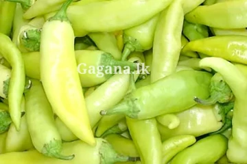 දෙයියනේ.. කෑවයින් කෑවේ නෑ මෙහෙම මාළු මිරිස්.. බඩ පපුවත් දාල ගියා.. ගාණ අහලා.. සැරටම..