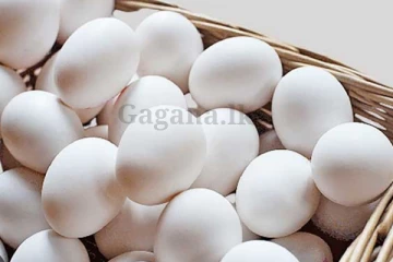 බිත්තර ගැන මේ දැන් ලැබුණ ආරංචියක් මෙන්න..