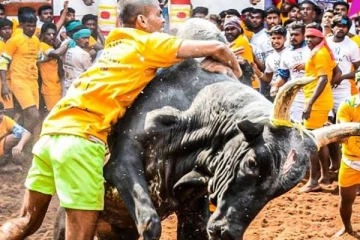 உலகப் புகழ்பெற்ற அலங்காநல்லூர் ஜல்லிக்கட்டில் சீறிப்பாய்ந்த இலங்கை அரசியல்வாதியின் காளை!