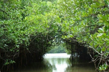 பலரும் அறியாத அதிசய காடுகள்!