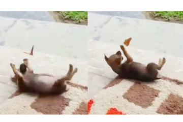 நாய்க்குட்டியுடன் விளையாடிய பட்டாம்பூச்சி - வைரல் வீடியோ