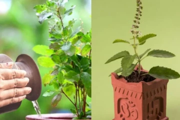 பண கஷ்டம் விலக துளசி செடியின் அடியில் இதை வைத்தால் போதும்