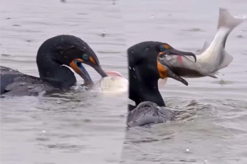 Viral Video: இதுவரை இப்படியொரு மீன் வேட்டையை பார்த்திருக்க மாட்டீங்க... புல்லரிக்க வைக்கும் காட்சி