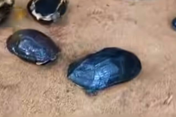 வனவிலங்கு அதிகாரிகள், பொலிஸார் மேற்கொண்ட திடீர் சோதனையில் பெரிய கபு கைது | Wildlife Officials Police Arrest Kapu Surpris Raid