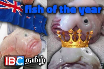 உலகின் அவலட்சணமான மீனுக்கு நியூசிலாந்தில் கிடைத்த அங்கீகாரம்
