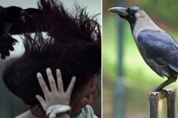 வீட்டில் நடக்க இருக்கும் கெட்ட சகுணத்தை உணர்த்தும் காகங்கள்