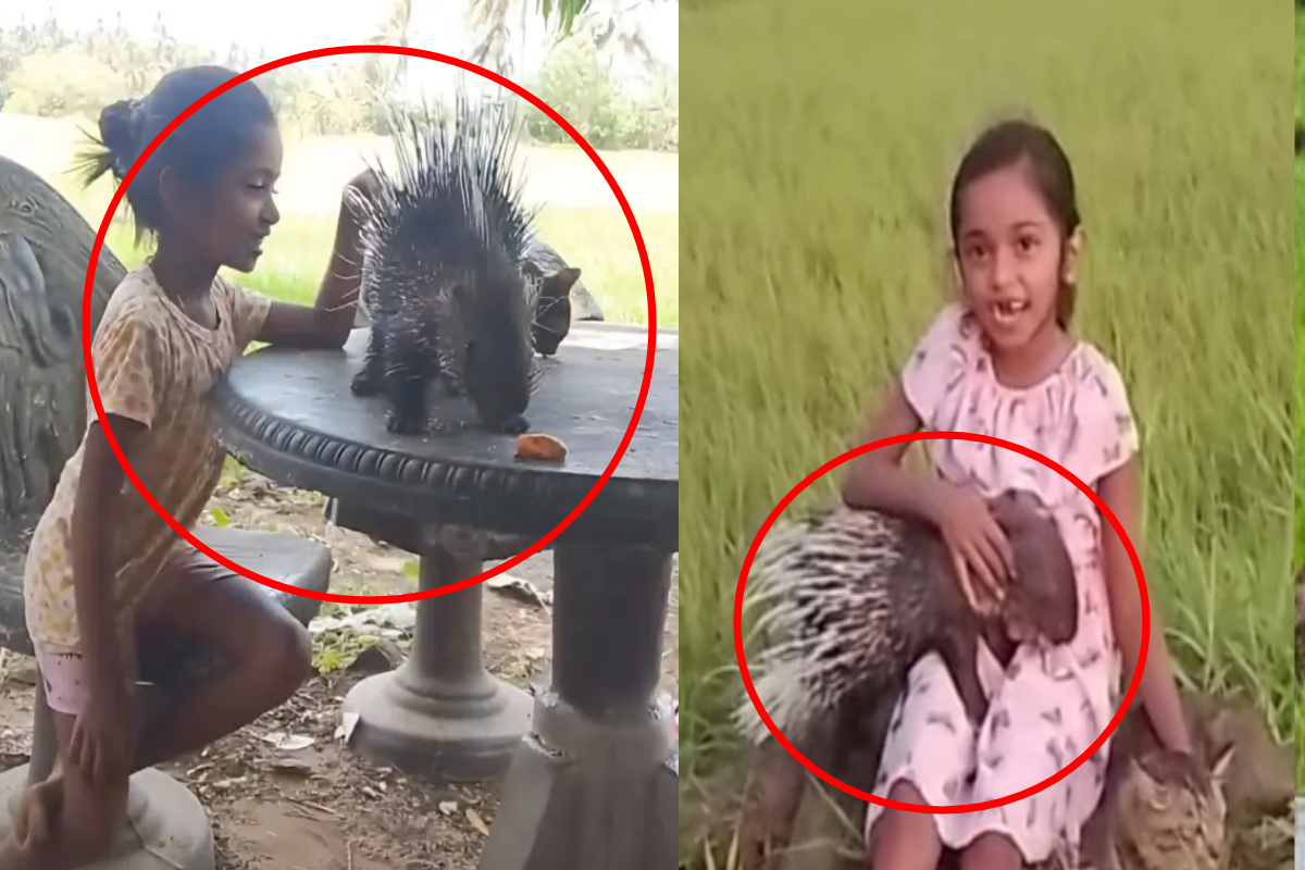 மில்லியன் கணக்கான மக்களை கவர்ந்த இலங்கை சிறுமிக்கு முள்ளம்பன்றி கிடைத்த கதை! | Viral Sri Lankan Girl And The Porcupine Story மில்லியன் கணக்கான மக்களை கவர்ந்த இலங்கை சிறுமிக்கு முள்ளம்பன்றி கிடைத்த கதை! | Viral Sri Lankan Girl And The Porcupine Story