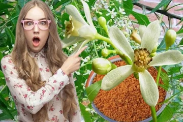 வேப்பம் பூவில் வியக்க வைக்கும் இத்தனை மருத்துவ குணங்களா?