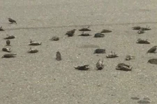 மர்மமாக இறந்து கிடக்கும் பறவைகள்..