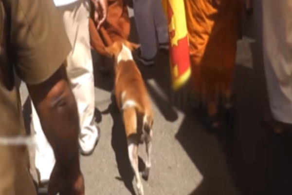 இலங்கையில் அனைவரின் கவனத்தையும் ஈர்த்த நாய் | Dog Attracted Everyone S Attention In Sri Lanka