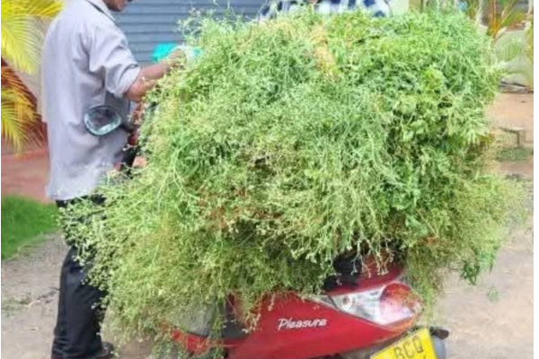 கிலோ 200 ரூபாய் ; கிளிநொச்சியில் கட்டுக்கட்டாக குவிந்த பார்த்தீனியம்! | Partheenium In Kilinochchi At Rs 200 Per Kg