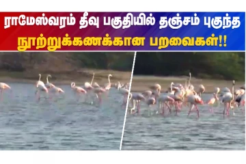 ராமேஸ்வரம் தீவு பகுதியில் தஞ்சம் புகுந்த நூற்றுக்கணக்கான பறவைகள்!!