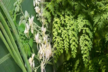 முருங்கை மரத்தை வீட்டின் முன் வளர்க்க கூடாது? காரணத்தை தெரிஞ்சிகோங்க