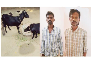 திருட வந்தவர்களை சத்தம் போட்டு காட்டிக் கொடுத்த ஆட்டுக் குட்டிகள் : ருசிகர சம்பவம்!