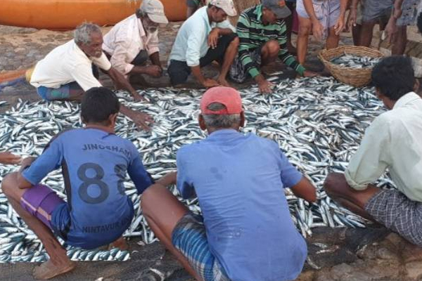 அம்பாறை மீனவர்களுக்கு அடித்த அதிர்ஷ்டம்! | Most Fish Caught In Ampara Kalmunai Climate Change