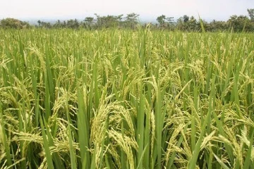 நெல் வயலில் மீட்கப்பட்ட அடையாளம் தெரியாத ஆணின் சடலம்