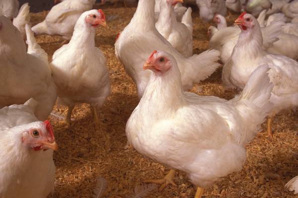 உச்சத்தை தொட்ட பிராய்லர் கறிக்கோழி விலை ... ஒரு கிலோ எவ்வளவு? | Broiler Chicken Prices Rise Increase 1Kg Price