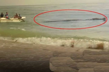 சுழியோடி ஒருவரின் உயிரை பறித்த ராட்சத முதலை!