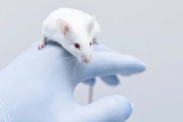 பிரித்தானியாவில் எலிகளுக்கு எளிதில் பரவும் கொரோனா