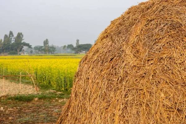 திருகோணமலையில் தீ வைக்கப்படும் வைக்கோல்கள்: எழுந்துள்ள குற்றச்சாட்டு | Farmers In Trinco Face Problem In Harvesting Paddy