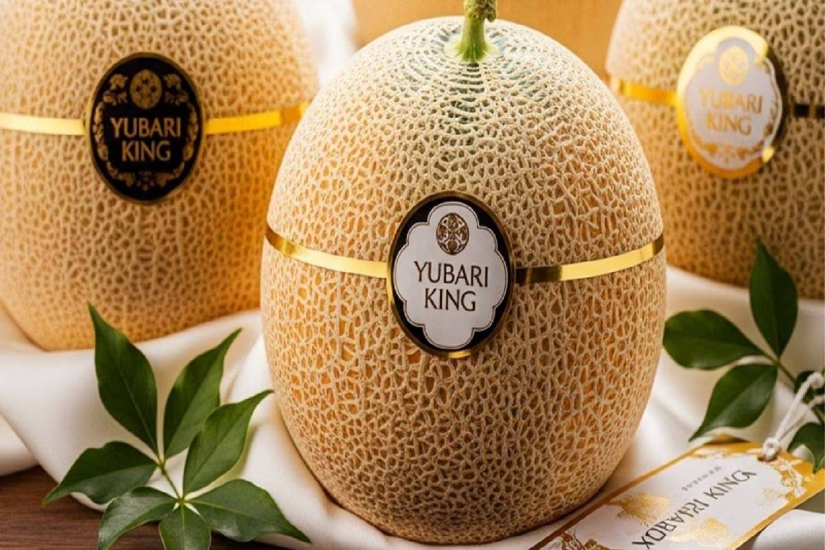 உலகிலேயே விலை உயர்ந்த பழம் இதுதான்! ஒரு கிலோ ஒரு சொகுசு காரின் விலையா? | How Japanese Melons Become Luxury Fruits உலகிலேயே விலை உயர்ந்த பழம் இதுதான்! ஒரு கிலோ ஒரு சொகுசு காரின் விலையா? | How Japanese Melons Become Luxury Fruits