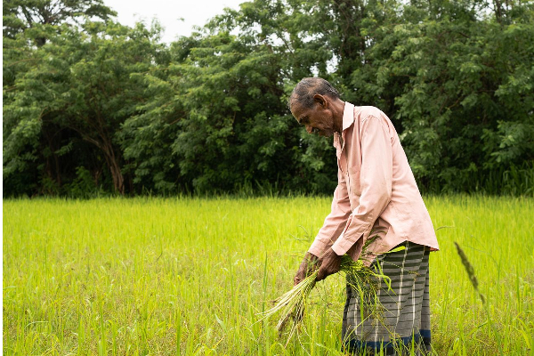 கிளிநொச்சியில் விவசாயி ஒருவருக்கு இழைக்கப்பட்ட அநீதி | Injustice Done To The Farmer In Kilinochchi