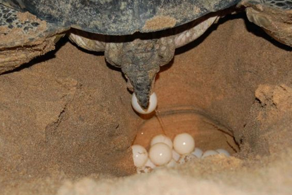 2000 க்கும் முட்டைகளை இட்ட ஆமைகள் | The Turtles Laid Over 2000 Eggs
