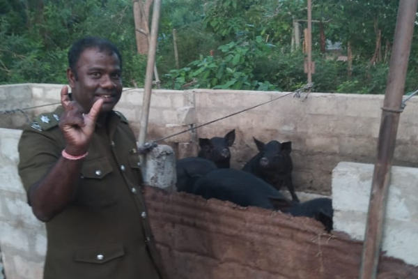 தமிழர் பகுதியில் சுகாதாரமற்ற முறையில் பன்றி வளர்த்தவர்களுக்கு எதிராக சட்ட நடவடிக்கை | Action Against Raise Pigs Unhygienic Conditions