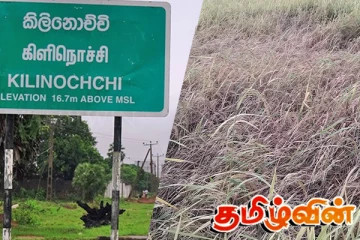 சிறுபோக செய்கையில் இலை மடிச்சுக்கட்டியின் தாக்கம் தொடர்பில் விழிப்பூட்டல்