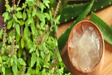 கோடை வெயிலிலும் துளசிச் செடி செழித்து வளர...3 கரண்டி கற்றாழை ஜெல் இருந்தா போதும்