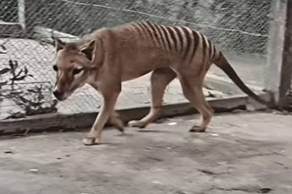 மீண்டும் அழிந்துப்போன புலி இனத்தை கொண்டுவர விஞ்ஞானிகள் முயற்சி! | Scientists Trying Bring Back Extinct Tiger Species