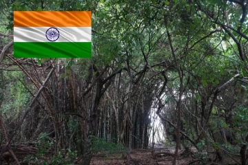 இந்தியாவில் வேகமாக அதிகரிக்கும் காட்டுப் பரப்பு: வெளியான புதிய ஆய்வறிக்கை