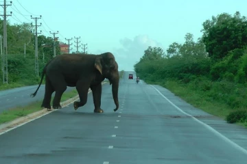 අලිමංකඩ 16 ක් යළි විවෘත කිරීමට සැරසෙයි.