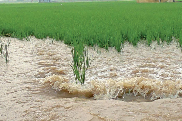 இலங்கையில் ஏற்படப்போகும் உணவுத் தட்டுப்பாடு : விடுக்கப்பட்டுள்ள எச்சரிக்கை | Extreme Weather Could Cause Food Shortages In 2026 இலங்கையில் ஏற்படப்போகும் உணவுத் தட்டுப்பாடு : விடுக்கப்பட்டுள்ள எச்சரிக்கை | Extreme Weather Could Cause Food Shortages In 2026