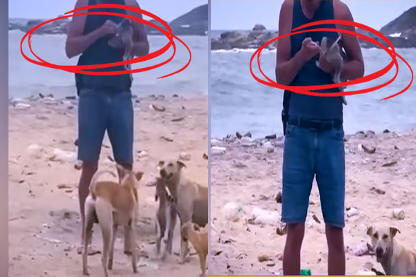 7ஆம் அறிவு திரைப்பட பாணியில் நடந்த சம்பவம் ; இலங்கையில் நாய்கள் மூலம் வைரஸ் பரப்ப முயற்சியா? | Attempt To Spread Virus In Sri Lanka Through Dog