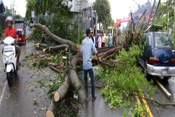 கொழும்பில் பொதுமக்களுக்கு அச்சுறுத்தலாக மாறியுள்ள மரங்கள்!