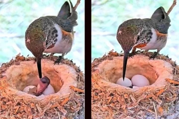 viral video: முட்டையில் இருந்து பறவை குஞ்சு வெளிவரும் அரிய காட்சி!