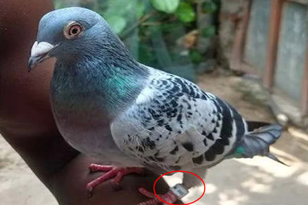 இந்தியா - இலங்கையை உளவு பார்க்க சீன புறா..! | Chinese Pigeon To Spy On India