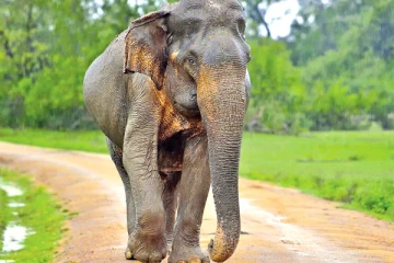 மீன் விற்க சென்றவரை தூக்கியடித்த யானை!