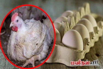 கோழி முட்டைகள் எப்போது காலாவதியாகும் தெரியுமா?