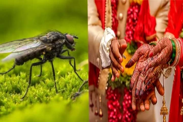 பொண்ணு தரமாட்டோம்..இளைஞர்களின் வாழ்க்கையில் விளையாடிய 'ஈ'க்கள்: - குமுறும் கிராமம்!