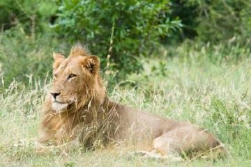 சிங்கத்துடன் செல்ஃபி எடுக்க முயன்ற இளைஞனுக்கு காத்திருந்த அதிர்ச்சி!