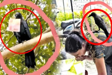 இலங்கையில் கொள்ளையடித்து பெண்ணுக்கு உதவும் காகம்!