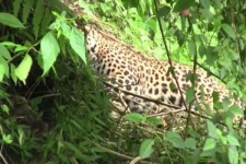 கிராமத்திற்குள் வரும் சிறுத்தைகள் - அச்சத்தில் கிராமவாசிகள்