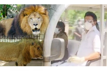 வண்டலூர் உயிரியல் பூங்காவில் சிங்கங்களுக்கு கொரோனா தொற்று - மு.க.ஸ்டாலின் நேரில் ஆய்வு!