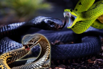 விஷப் பாம்புகளையும், விஷம் இல்லாத பாம்புகளையும் எதை வைத்து அடையாளம் காண்பது?