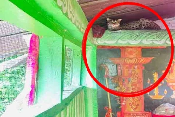 அக்கரப்பத்தனை ஆலயத்தில் புலியால் கிலி ; அர்ச்சகருக்கு காத்திருந்த அதிர்ச்சி!