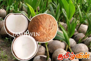 நோயினால் பாதிக்கப்பட்டுள்ள தெங்கு பயிர்ச் செய்கை